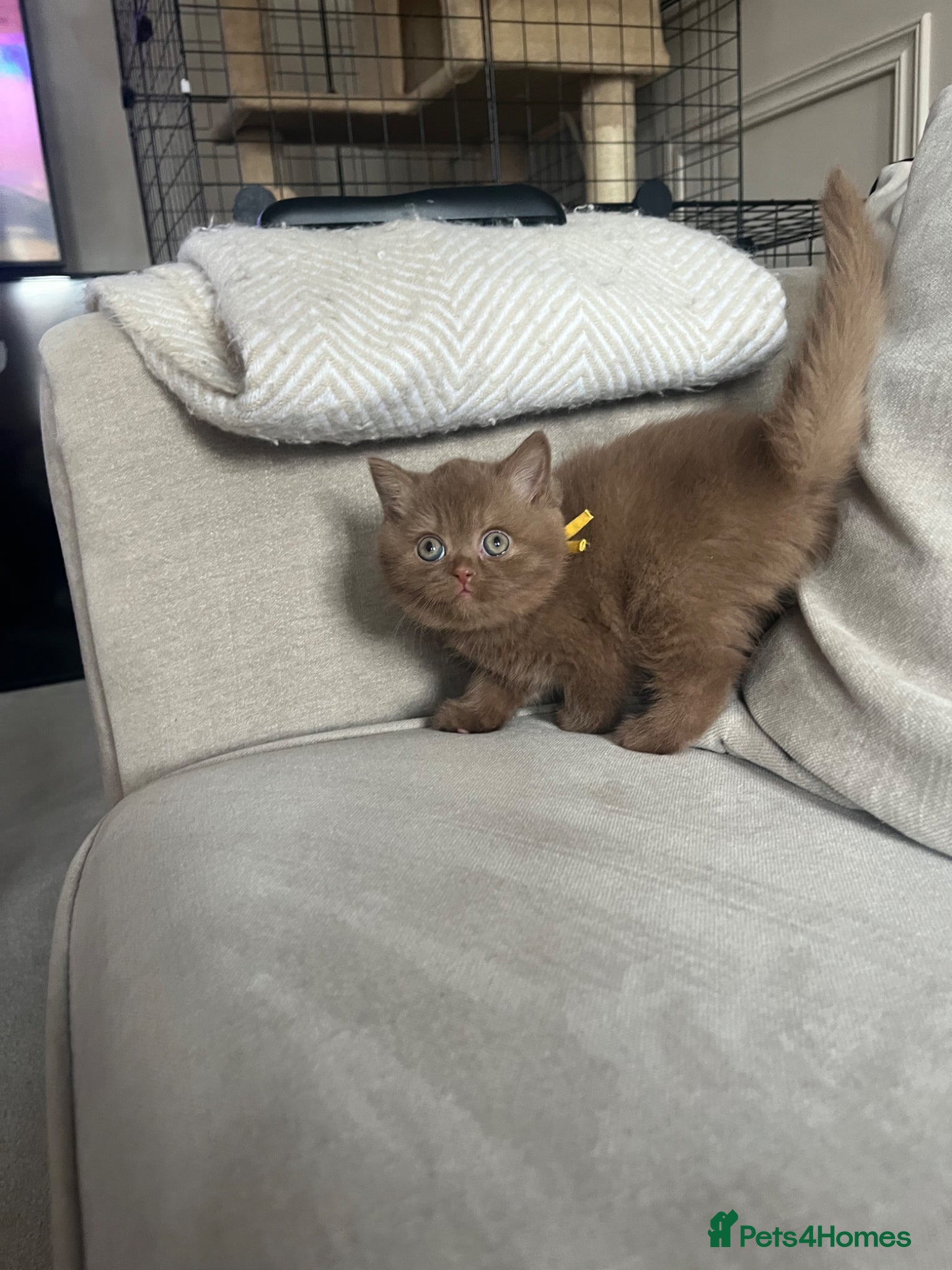 British Shorthair cats chunky cinnamon girl available active or non  - Advert 1