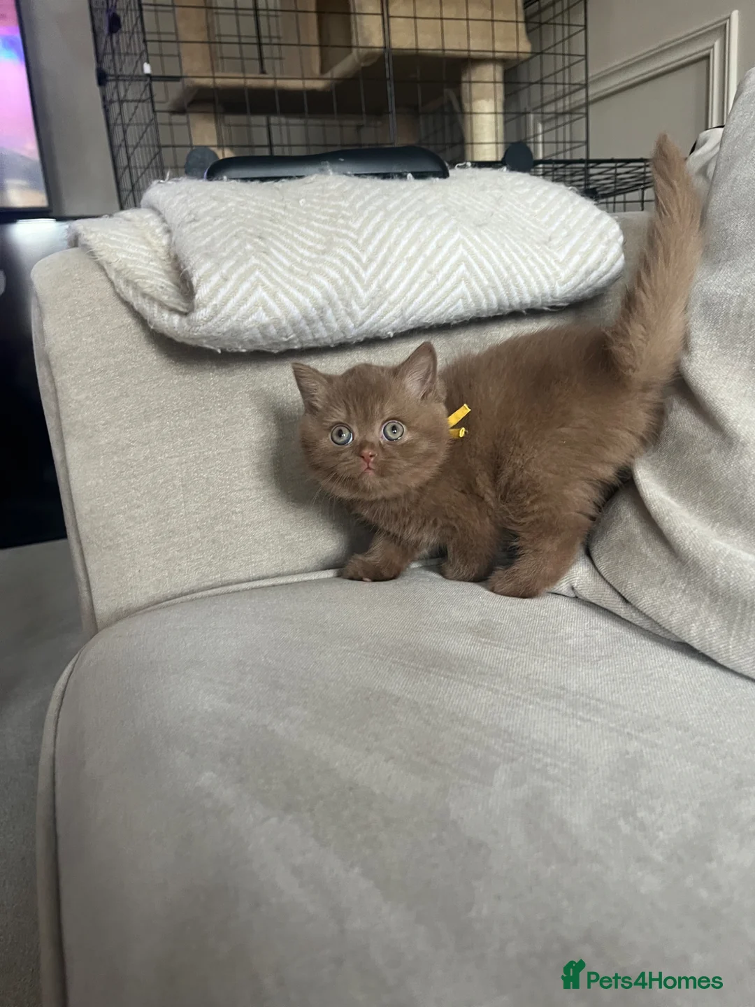 British Shorthair cats for sale: chunky cinnamon girl available active or non  - Advert 1