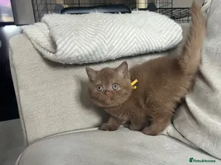 British Shorthair cats chunky cinnamon girl available active or non - Advert 1