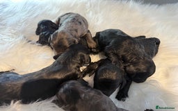 Cockapoo dogs for sale: F1B Cockapoo’s  - Image 3
