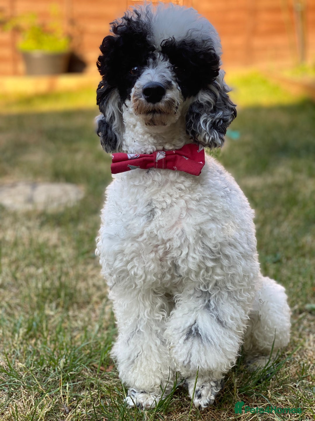 Toy Poodle dogs for stud: Parti Toy Poodle KCregistered PRA PRCD NEG proven - Image 15