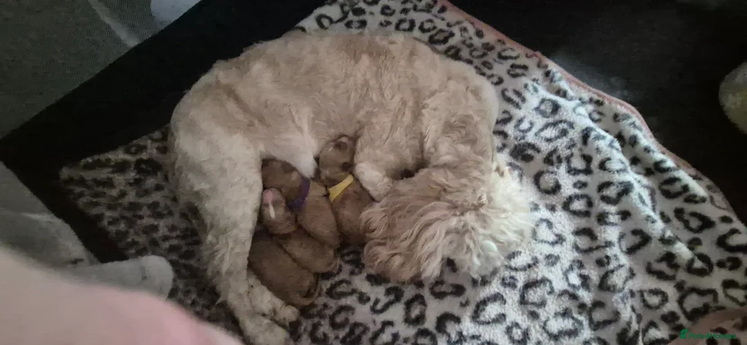 Cockapoo dogs for sale: Dean wingrove  in Ashford - Advert 2
