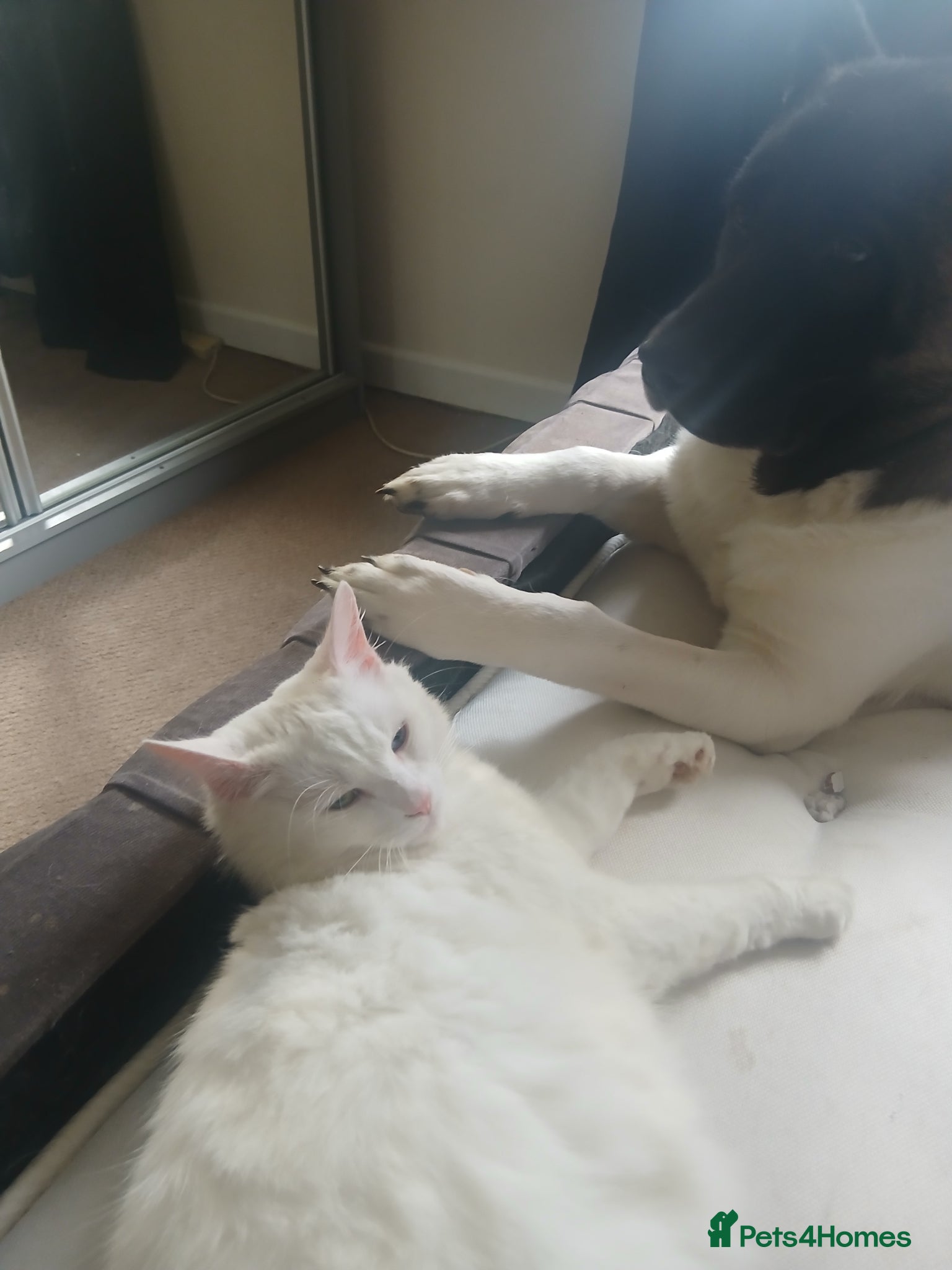 Mixed Breed cats kittens to good home  - Advert 1