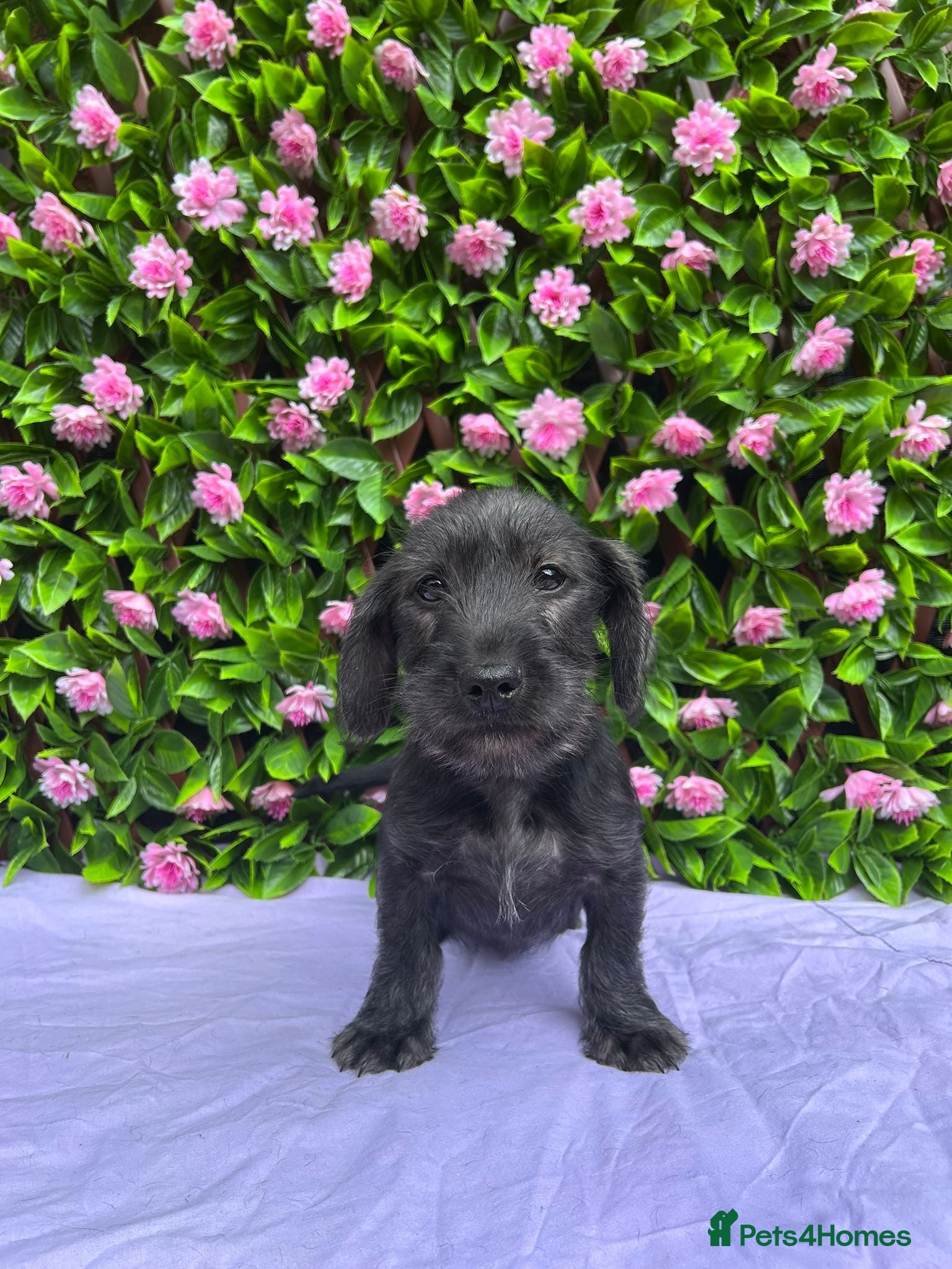 Mixed Breed dogs for sale: SCHNOXIE F1 PARENTS HEALTH TESTED  - Advert 4
