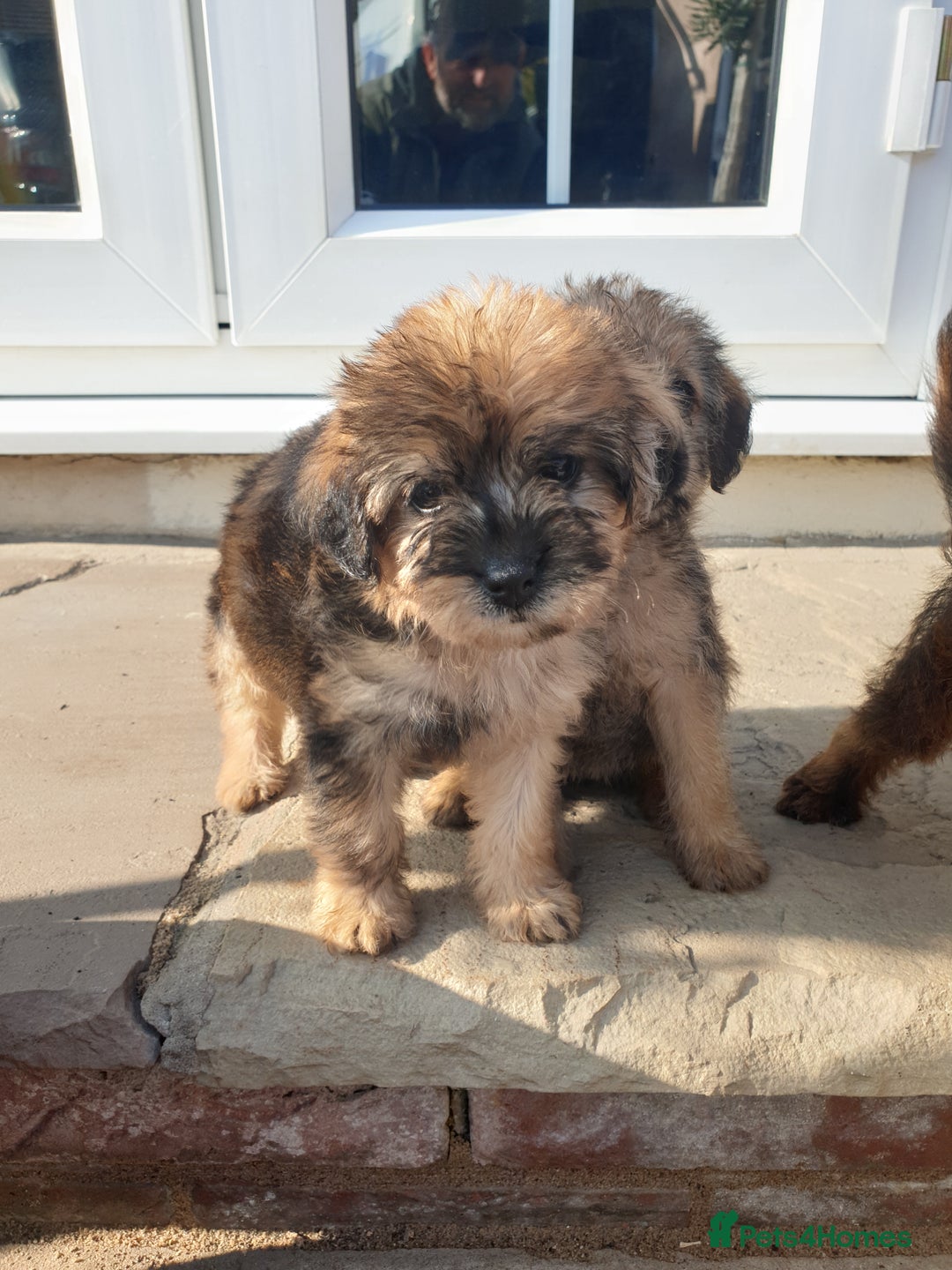 Mixed Breed dogs for sale: Border Terrier x miniature Poodle  - Image 17