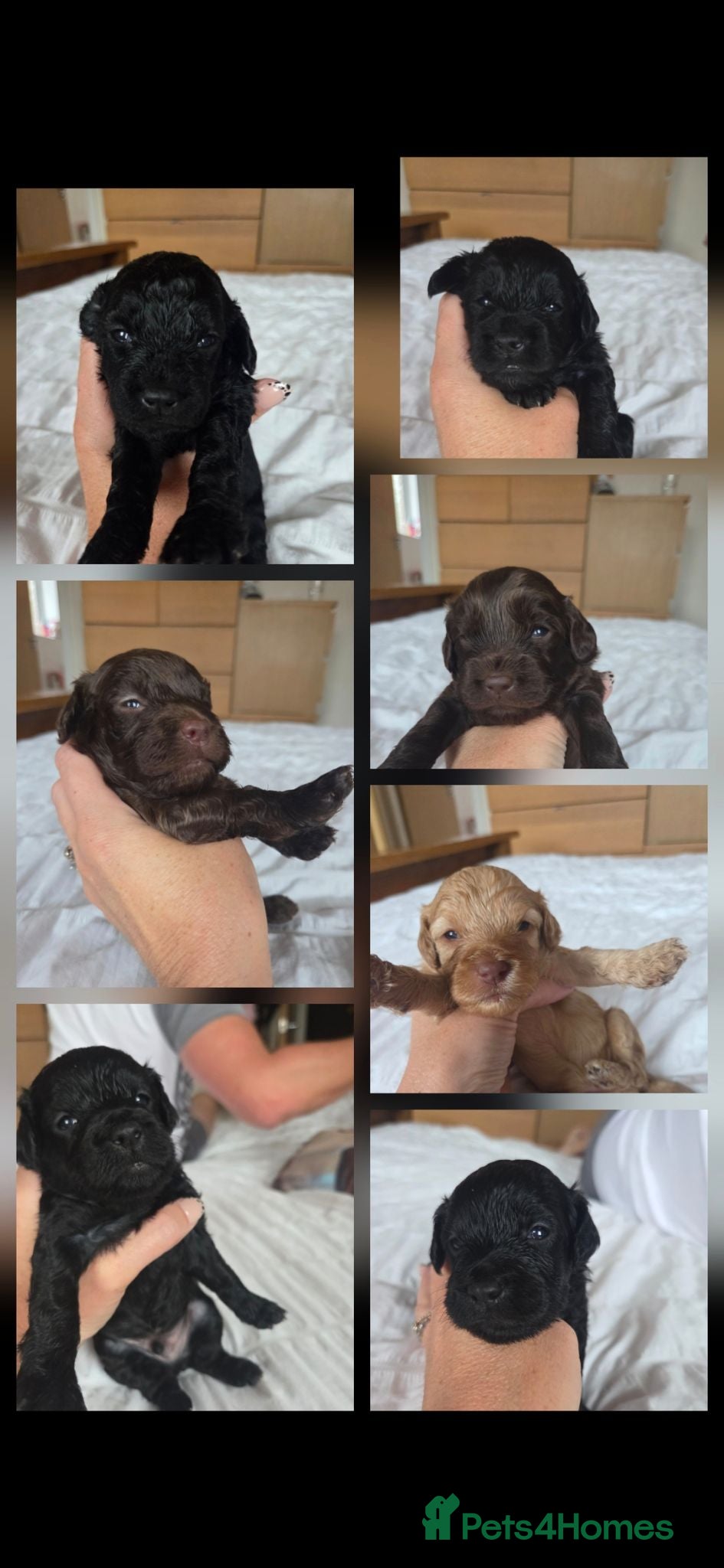 Cockapoo dogs F2 cockapoo puppies  - Advert 8