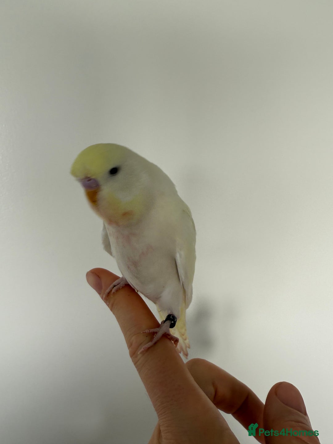 Budgerigars birds for sale: Young budgies happy&healthy in London - Image 9