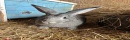 Continental Giant rabbits for sale: Female grey giant continentals  - Advert 4