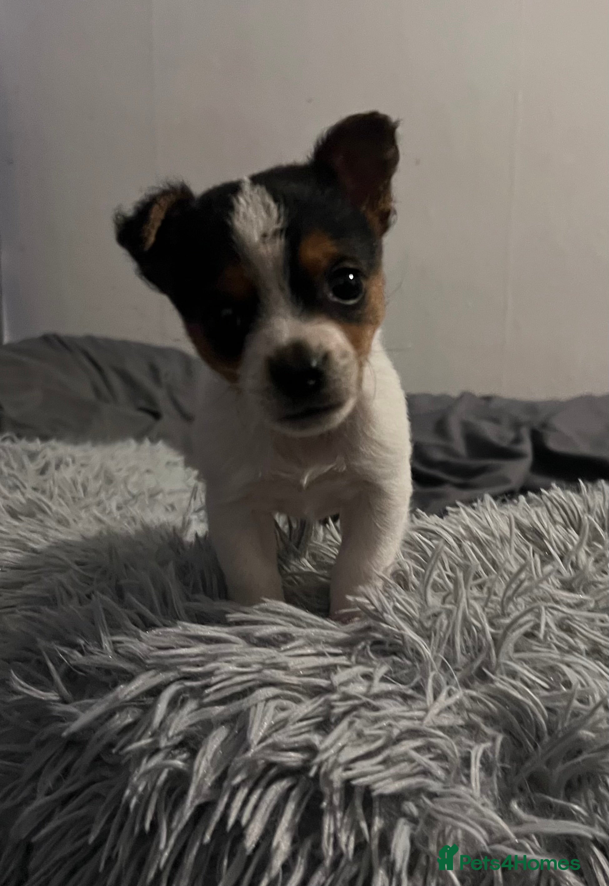 Jack Russell dogs Last little miniature grace awaiting her family.  - Advert 1