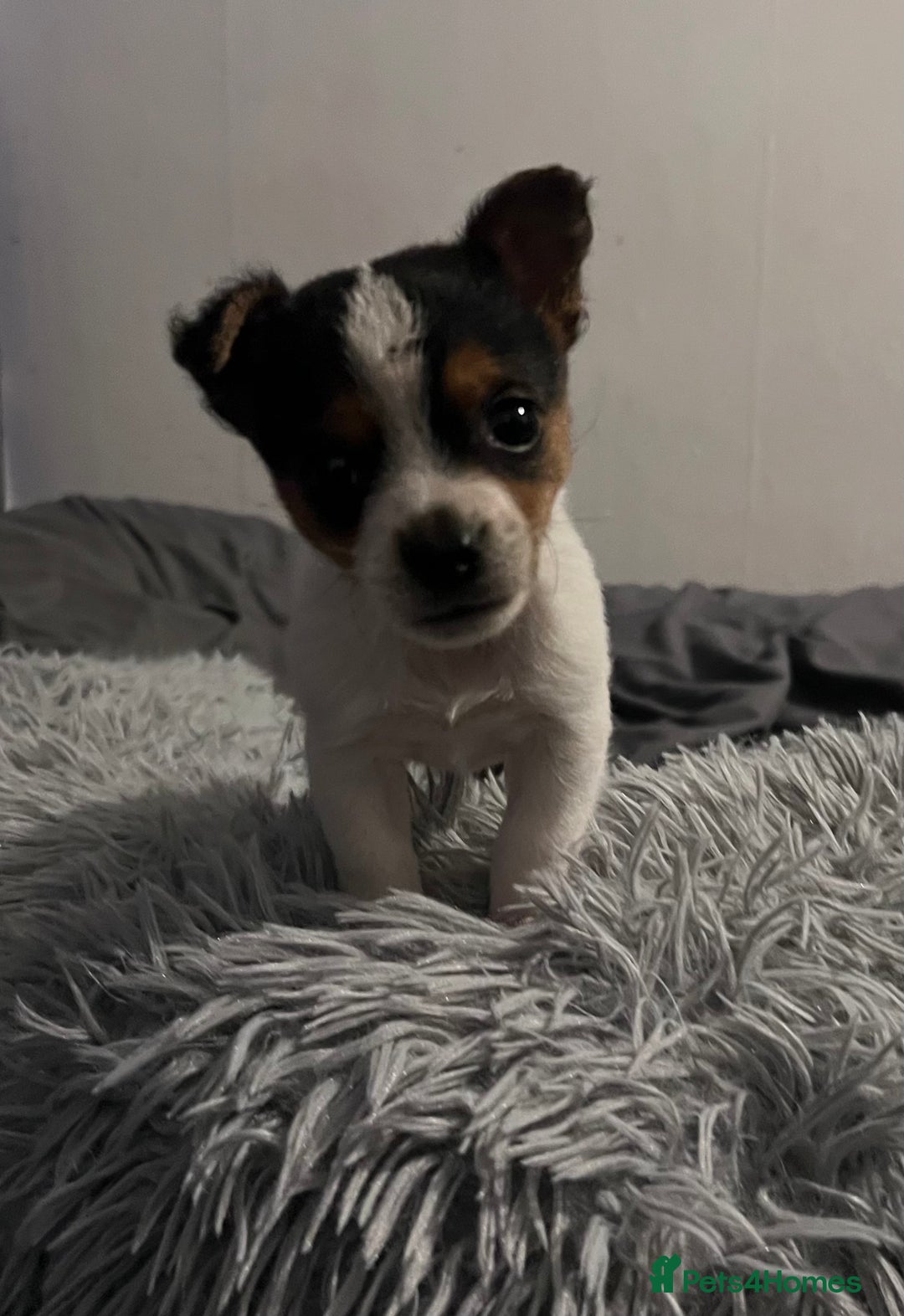 Jack Russell dogs for sale: Last little miniature grace awaiting her family.  - Advert 1