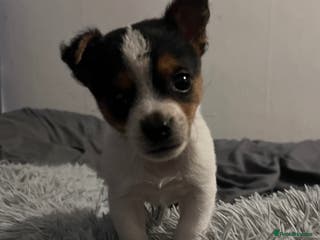 Jack Russell dogs Last little miniature grace awaiting her family. - Advert 1