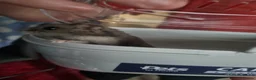 Hamster rodents for sale: Dwarf hamster  - Advert 4