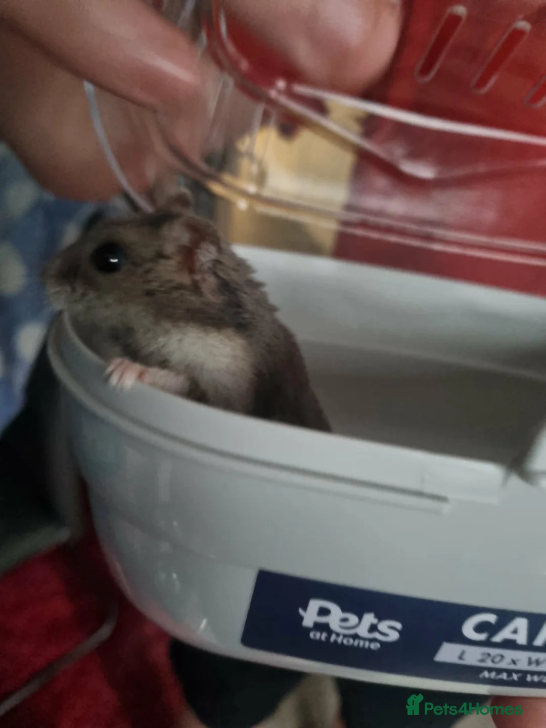 Hamster rodents for sale: Dwarf hamster  - Advert 4
