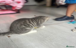 Bengal cats for sale: Gemini grey beauties - Image 27