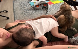 Scottish Fold cats for sale: Kiyomi needs a new loving home  - Advert 3