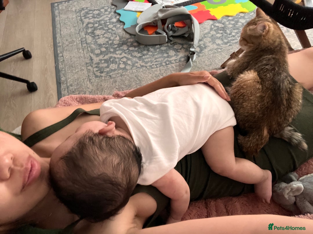 Scottish Fold cats for sale: Kiyomi needs a new loving home  - Advert 3