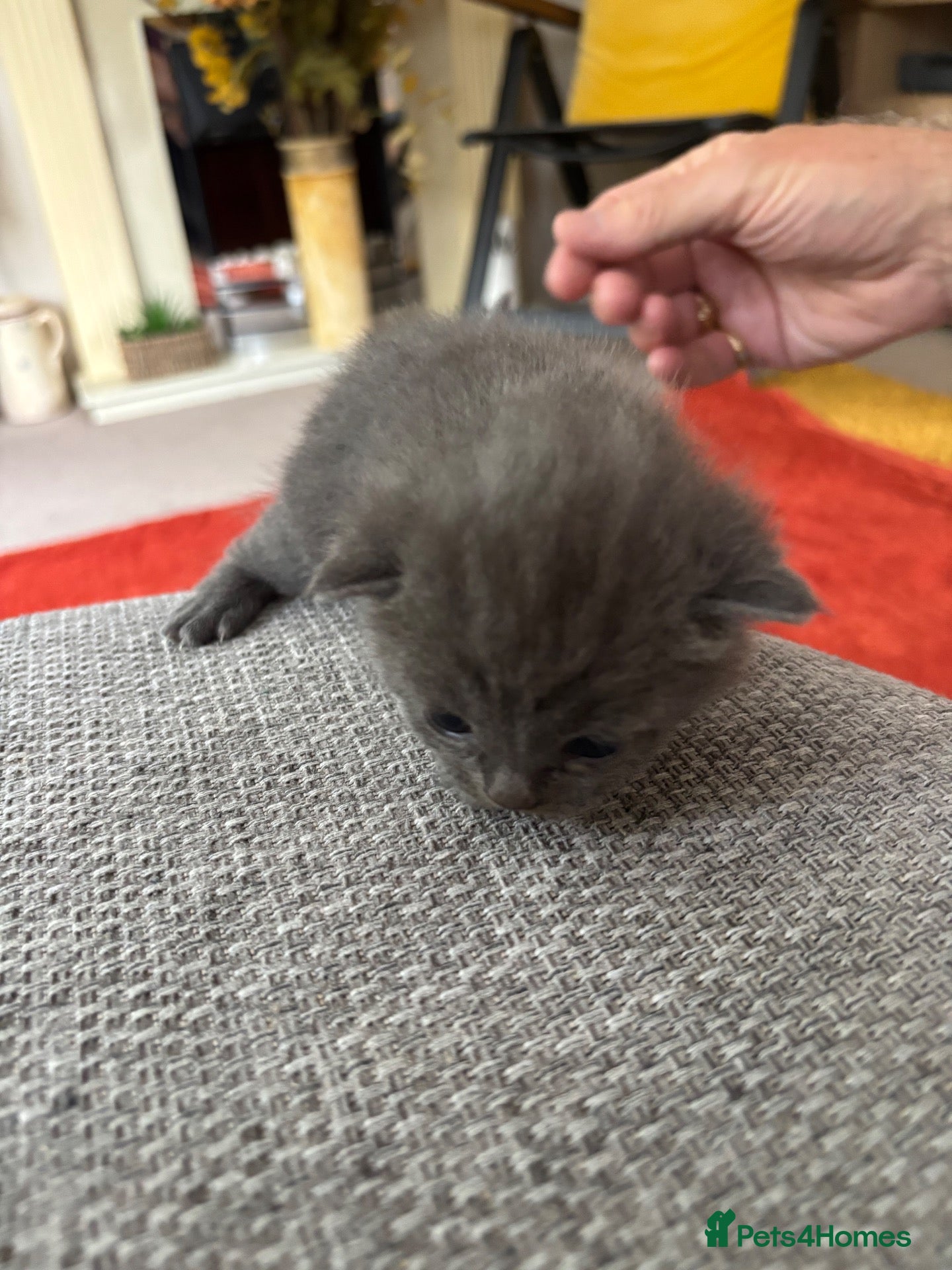 British Shorthair cats British shorthair blue kittens - Advert 4