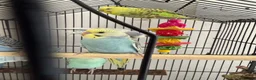Budgerigars birds for sale: Budgies for Sale 🦜 - Advert 4