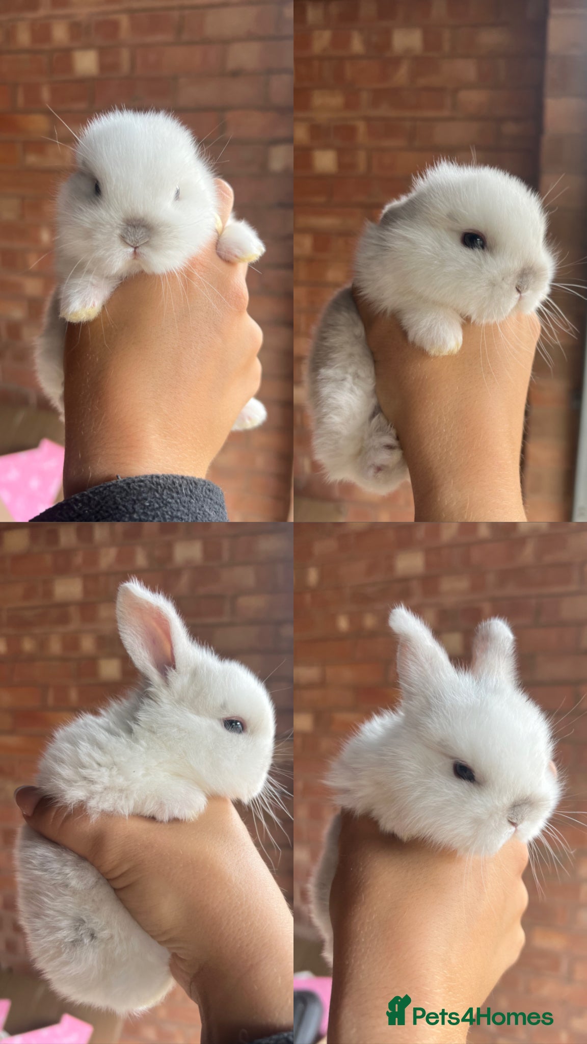 Mini Lop rabbits 6 Mini Lop baby bunnies For Sale  - Advert 9
