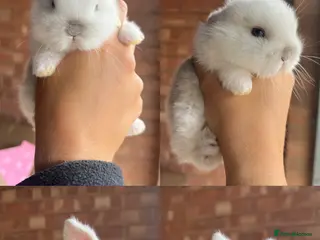 Mini Lop rabbits 6 Mini Lop baby bunnies For Sale - Advert 3