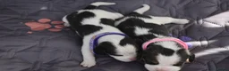 Beagle dogs for sale: Beautiful beagle puppies  in Rugby - Advert 11