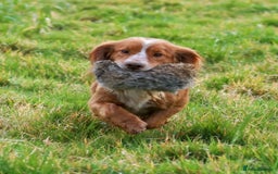Cocker Spaniel dogs for sale: Retirement home wanted for Cocker Spaniel - Image 3