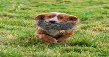 Cocker Spaniel dogs - Advert 2