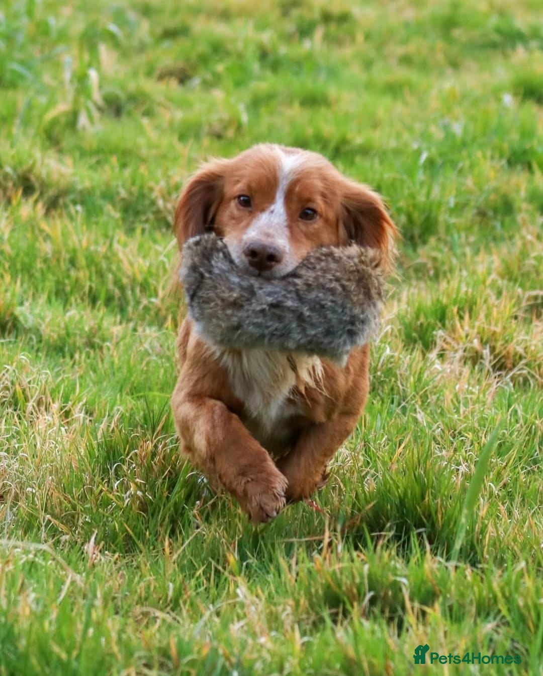 Cocker Spaniel dogs for sale: Retirement home wanted for Cocker Spaniel - Image 3