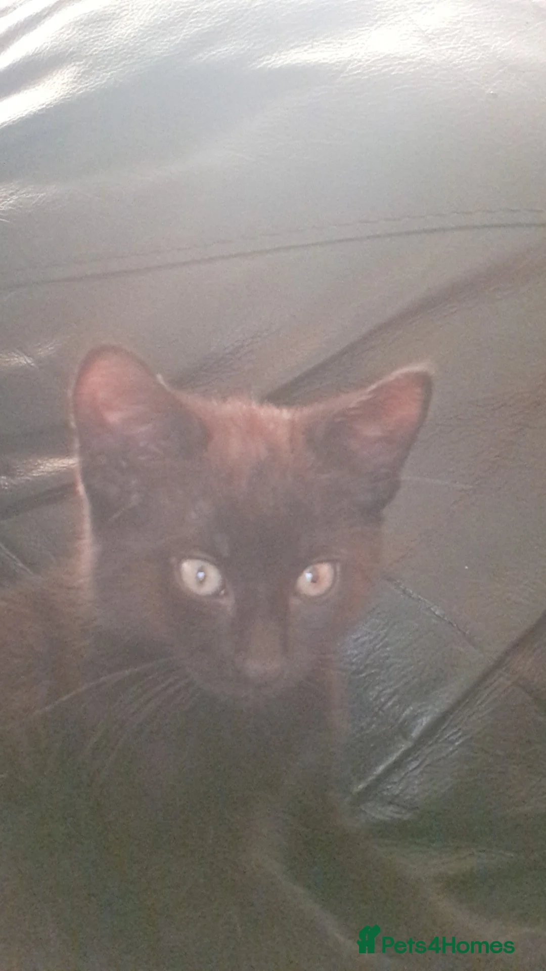 British Shorthair cats for sale: 3 month only girl to go in Barry - Advert 4