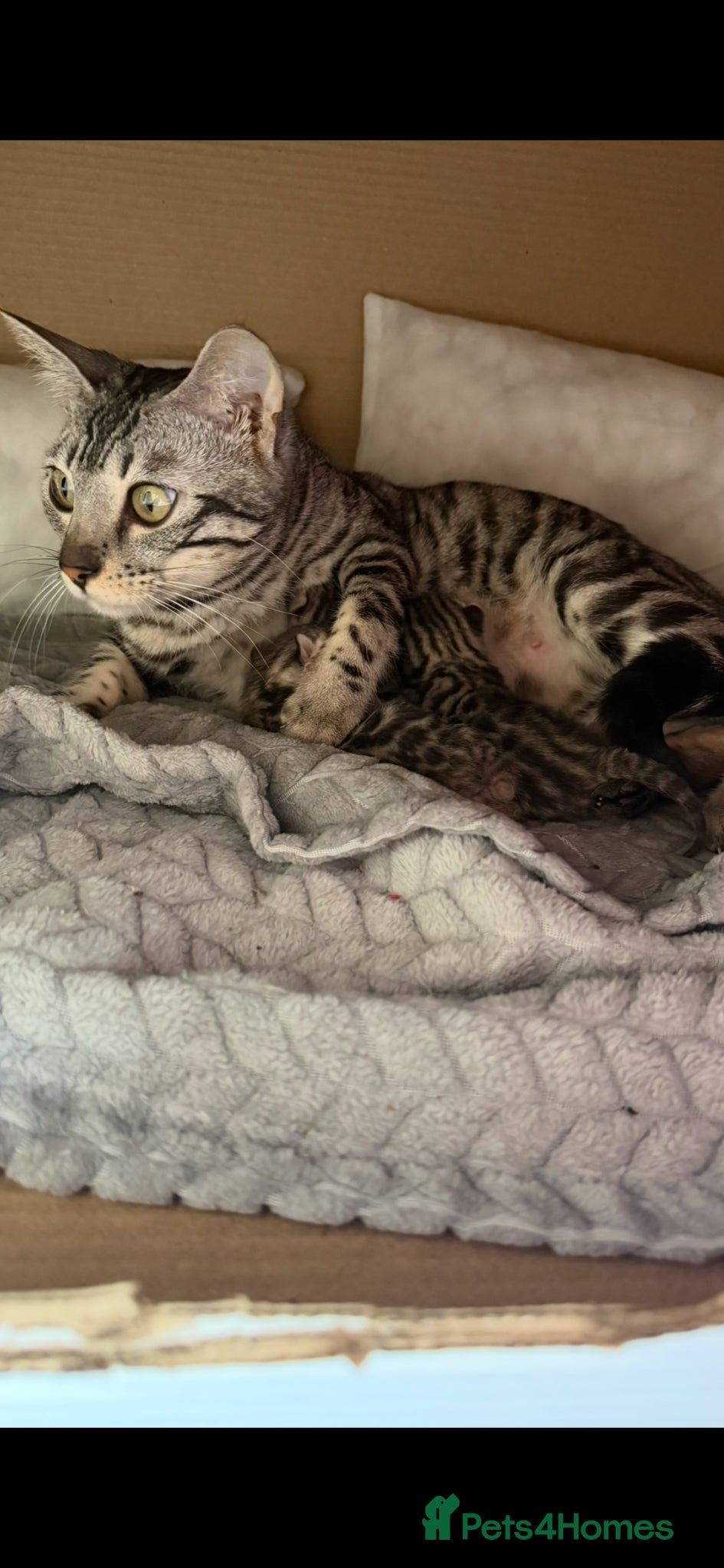 Bengal cats for sale: BENGAL 🔥 KITTENS TICA REGISTERED  - Advert 7