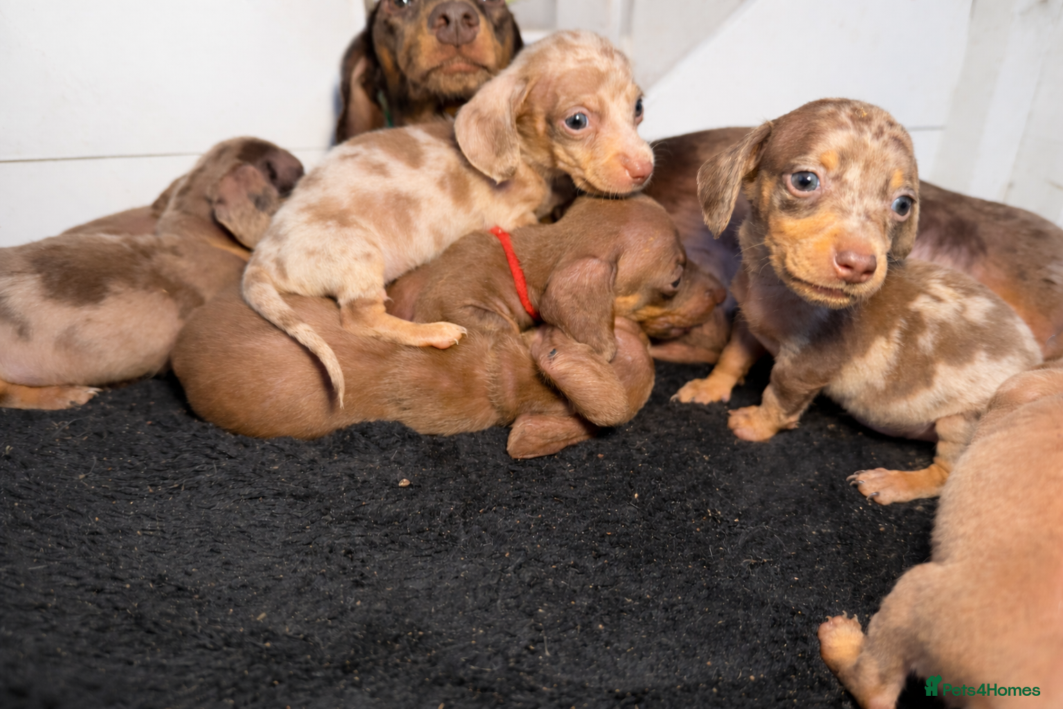 Miniature Dachshund dogs Miniature Dachshunds KC REG Dapple & Chocolate  - Advert 13