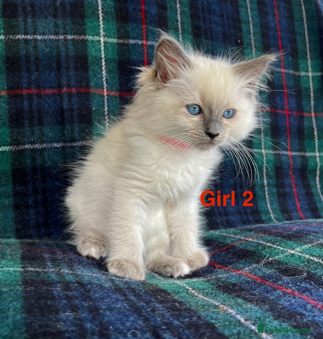Ragdoll cats for sale: Ragdoll Kitten GCCF, ready now. - Image 8