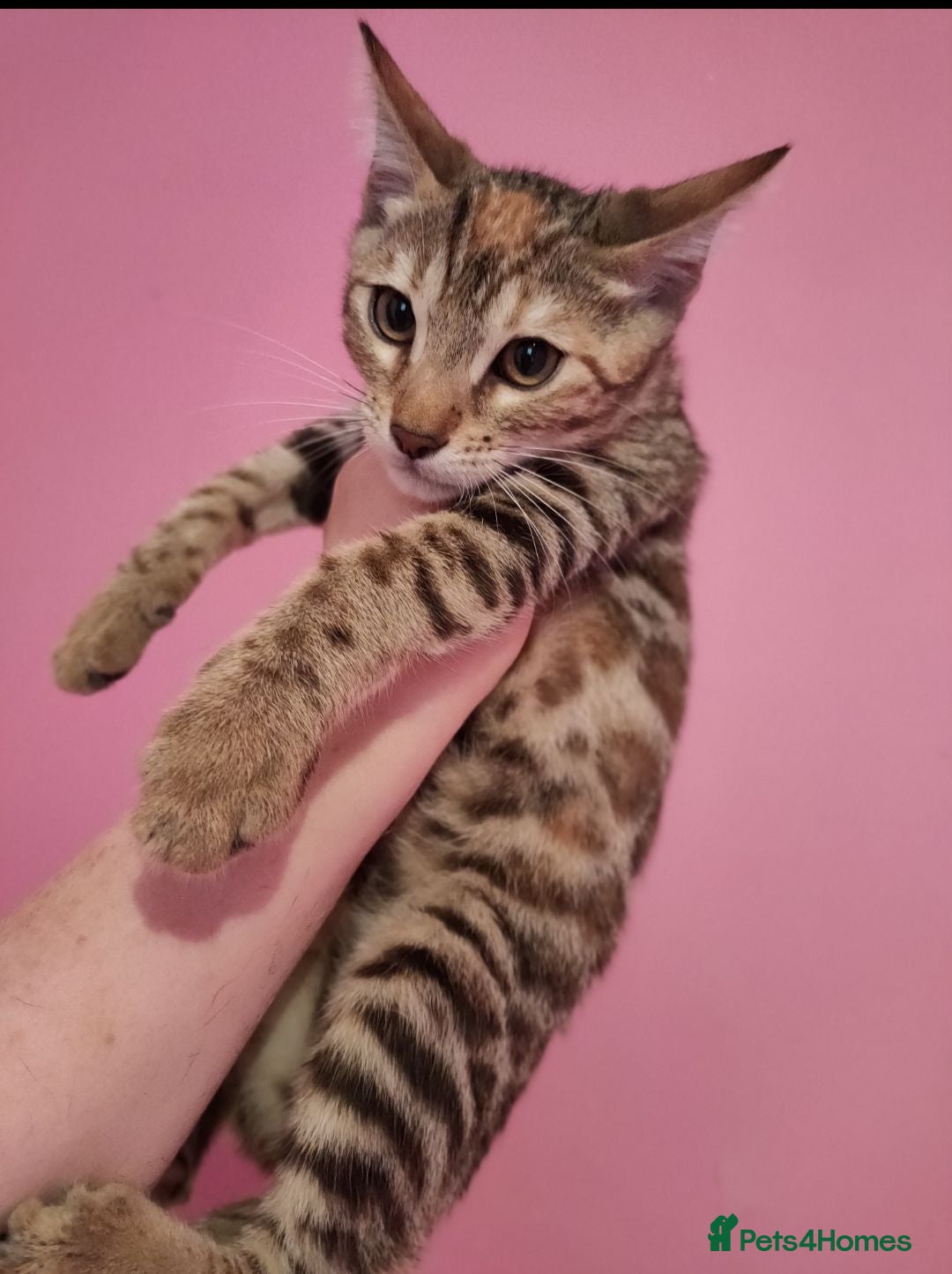 Mixed Breed cats Rare Torbie @75% Bengal Variants Kittens  - Advert 1