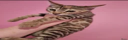 Mixed Breed cats for sale: Rare Torbie @75% Bengal Variants Kittens  - Advert 1