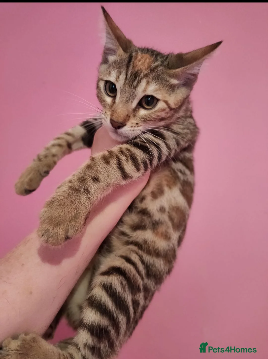 Mixed Breed cats for sale: Rare Torbie @75% Bengal Variants Kittens  - Advert 1