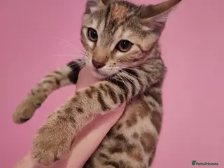 Mixed Breed cats Rare Torbie @75% Bengal Variants Kittens - Advert 3