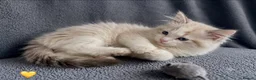 Ragdoll cats for sale: The last Ragdoll boy kitten 🩵 - Advert 1
