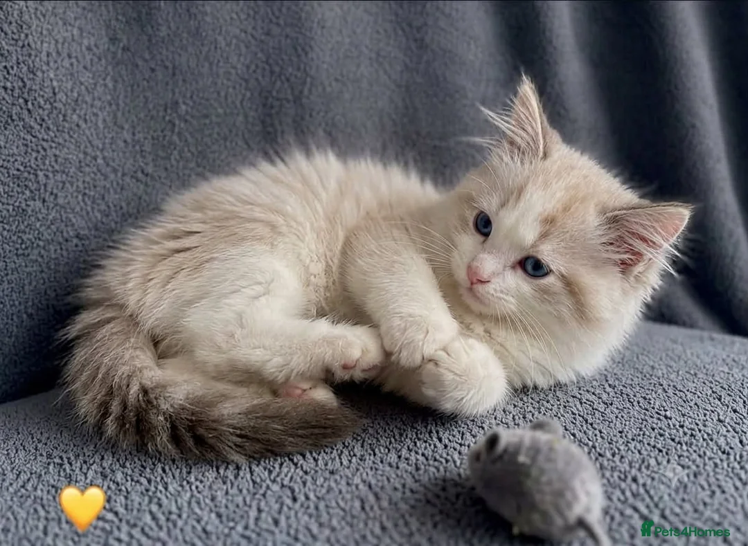 Ragdoll cats for sale: The last Ragdoll boy kitten 🩵 - Advert 1