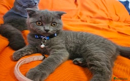 British Shorthair cats for sale: British Shorthair  - Image 3