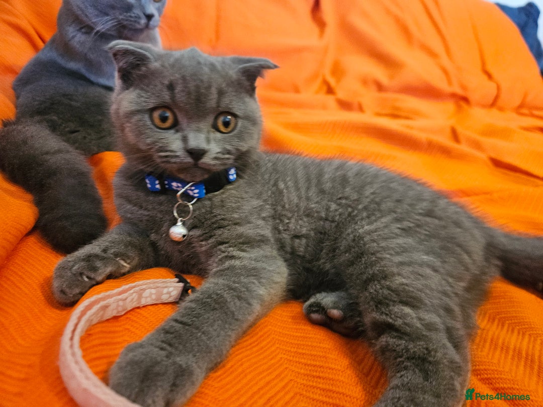 British Shorthair cats for sale: British Shorthair  - Image 3