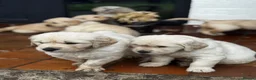 Golden Retriever dogs for sale: 🐾 Beautiful Pedigree Golden Retriever Puppies  in Ballymena - Advert 12