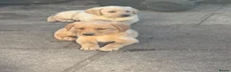 Labrador Retriever dogs for sale: Beautiful litter of mixed puppies  - Advert 32