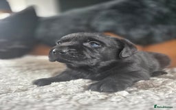 Labrador Retriever dogs for sale: High Quality Black Labrador Puppies - Image 4