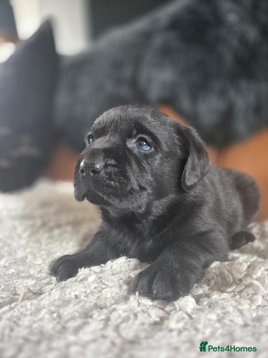 Labrador Retriever dogs for sale: High Quality Black Labrador Puppies - Image 4