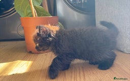 British Longhair cats for sale: Ready To Go This Weekend! 3 Sweet Little Kittens - Image 18