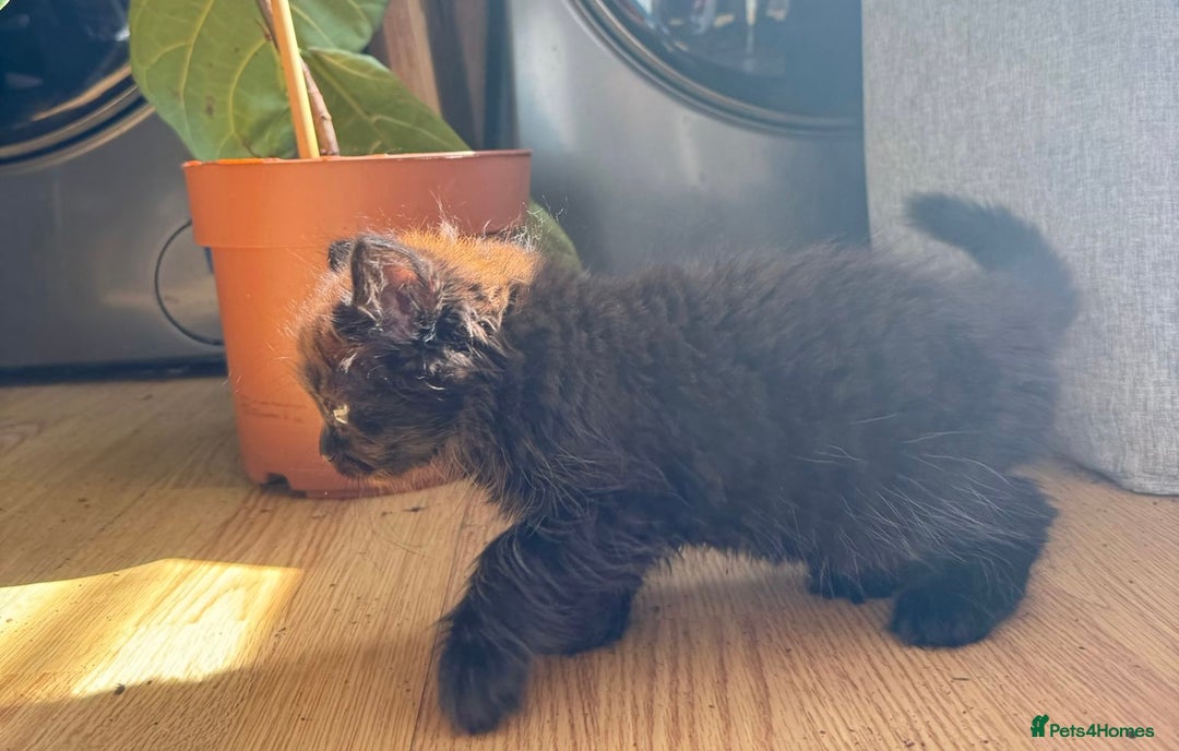 British Longhair cats for sale: Ready To Go This Weekend! 3 Sweet Little Kittens - Image 18