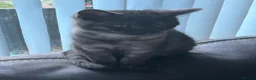 Scottish Fold cats for sale: 3 x Kittens for sale - Advert 7