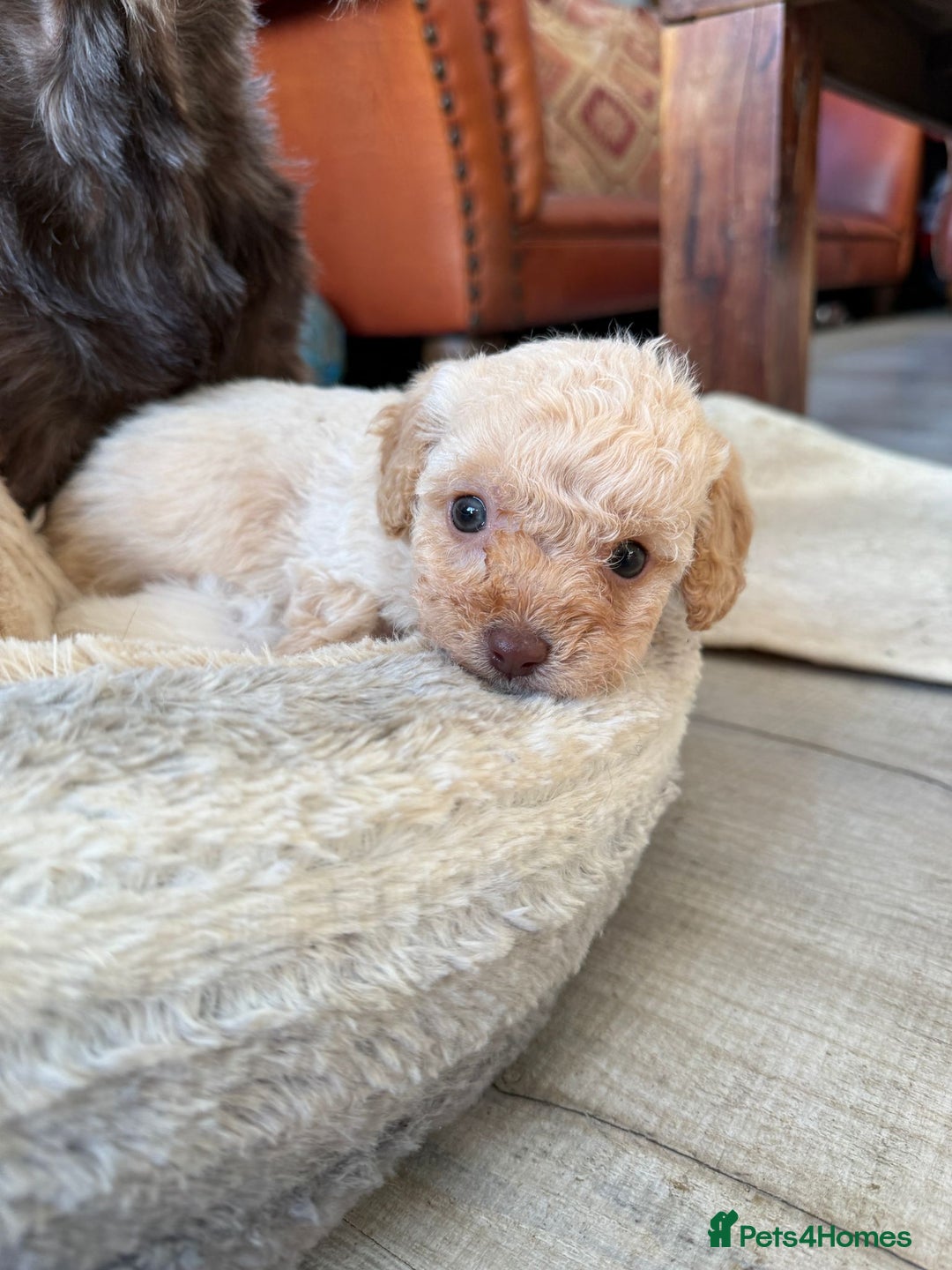 Shihpoo dogs for sale: ✨ Beautiful Shihpoo Puppies ✨  - Advert 8