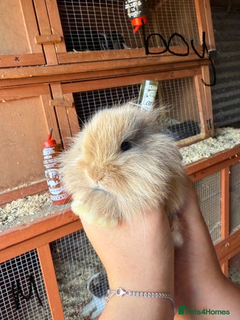 Mini Lop rabbits - Advert 17