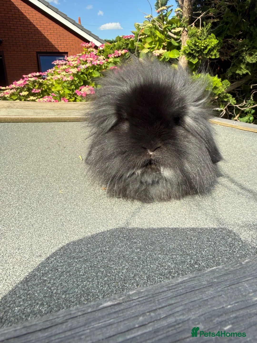 Mini Lion Lop rabbits for sale: Single mane mini lionlops  - Advert 2